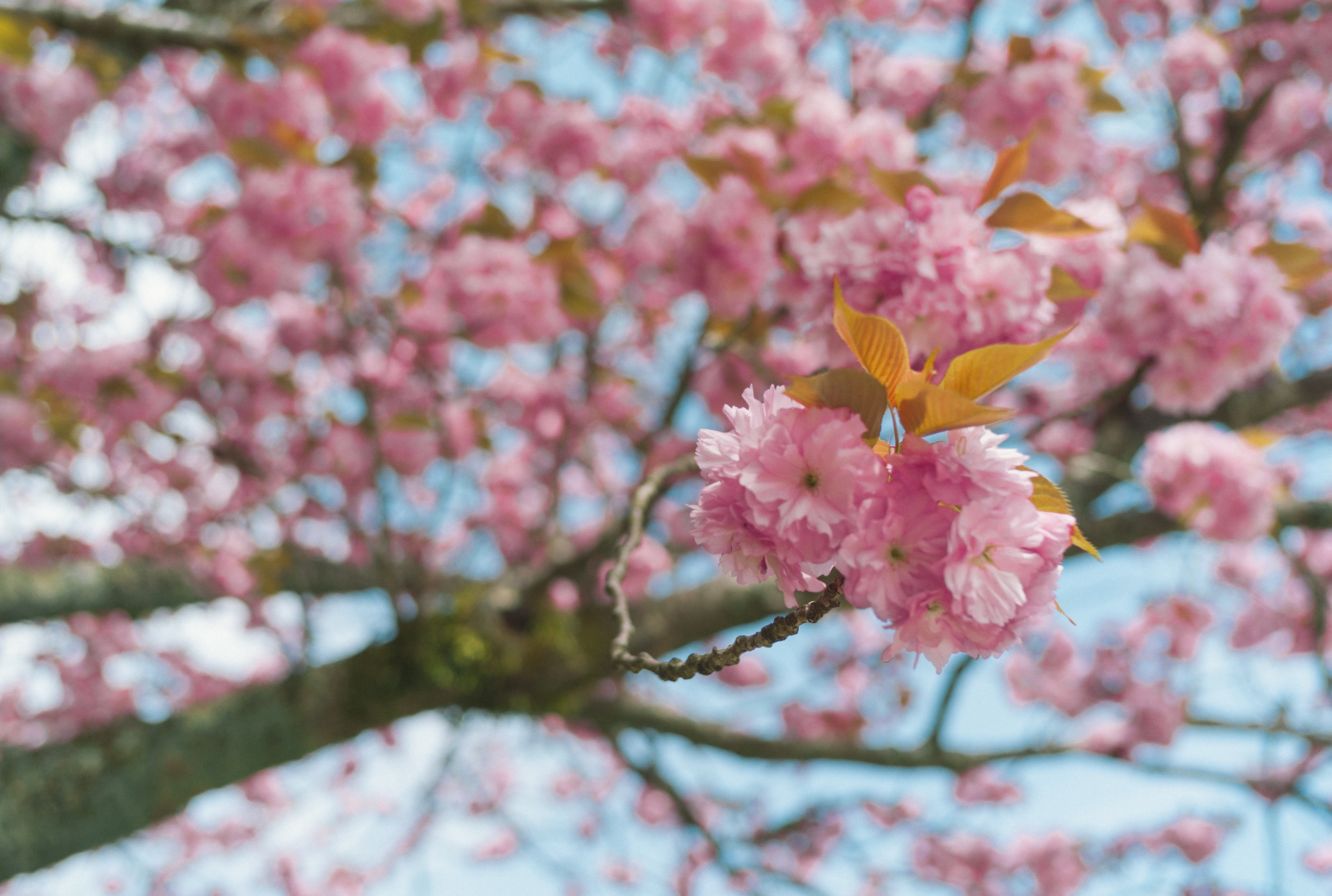 Close up of cherry blossoms